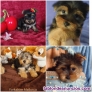 Fotos del anuncio: Cachorros Yorkshire 698274525 Mallorca 
