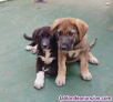 Cachorritas mestizas de pastor alemn 