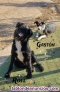 Cachorritos en adopcin 