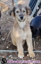 Fotos del anuncio: Cachorritos en adopcin 