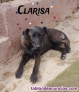 Fotos del anuncio: Cachorritos en adopcin 
