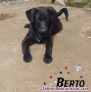 Fotos del anuncio: Cachorritos en adopcin 