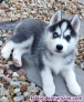 Fotos del anuncio: Cachorros de Husky Siberiano - Regalo +34 623 38 32 21