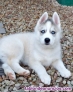 Fotos del anuncio: Cachorros de Husky Siberiano - Regalo +34 623 38 32 21