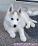 Fotos del anuncio: Cachorros de Husky Siberiano - Regalo +34 623 38 32 21