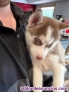 Fotos del anuncio: Cachorros de Husky Siberiano - Regalo +34 623 38 32 21