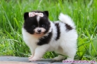 Fotos del anuncio: Adopcin Cachorros Pomerania Toy..: +34 613 65 58 50