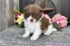 Fotos del anuncio: Adopcin Cachorros Pomerania Toy..: +34 613 65 58 50