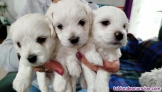 Fotos del anuncio: Bichon maltes