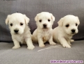 Fotos del anuncio: Bichon maltes