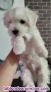 Fotos del anuncio: Bichon maltes