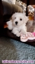 Fotos del anuncio: Bichon maltes