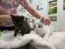 Gatitos hermanos en adopcin 