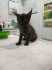 Fotos del anuncio: Gatitos hermanos en adopcin 