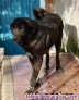 Fotos del anuncio: Labrador ( mestizo  ) en adopcin 