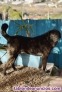 Fotos del anuncio: Labrador ( mestizo  ) en adopcin 
