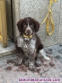Fotos del anuncio: Regalo cachorra perro de agua