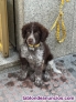 Fotos del anuncio: Regalo cachorra perro de agua