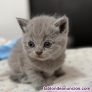 Regalo: Encantadoras gatitas britnicas de pelo corto para adopcin