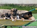 Fotos del anuncio: Camada perritos cruce Pastor Alemn-Mastn