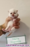 Fotos del anuncio: Gatos Persas Talavera 
