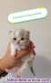 Fotos del anuncio: Gatos Persas Talavera 