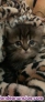 Fotos del anuncio: Gatitos persa 