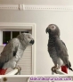Fotos del anuncio: Regalo Loros grises africanos bien entrenados whatsapp +34631087780