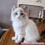Fotos del anuncio: Regalo Preciosos Gatitos Ragdoll