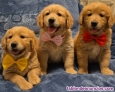 Fotos del anuncio: Regalo Golden Retriever Cachorros / +34 634 157 827