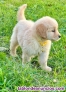Fotos del anuncio: Regalo Golden Retriever Cachorros / +34 634 157 827
