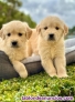 Fotos del anuncio: Regalo Golden Retriever Cachorros / +34 634 157 827