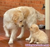 Fotos del anuncio: Regalo Golden Retriever Cachorros / +34 634 157 827
