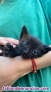 Fotos del anuncio: Gatitos bebs