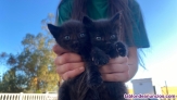 Fotos del anuncio: Gatitos bebs