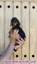 Fotos del anuncio: Teckel pelo corto cachorros