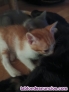 Fotos del anuncio: Regalo gatitos 