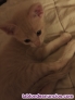 Fotos del anuncio: Regalo gatitos 