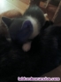 Fotos del anuncio: Regalo gatitos 