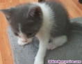 Fotos del anuncio: Regalo gatitos 