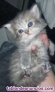 Fotos del anuncio: Gatitos persa