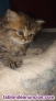 Fotos del anuncio: Gatitos persa