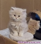 Fotos del anuncio: Gatitos persa