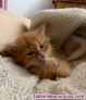 Fotos del anuncio: Gatitos persa
