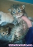 Fotos del anuncio: Gatitos persa