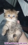 Fotos del anuncio: Gatitos persa