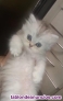 Fotos del anuncio: Gatitos persa