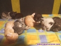 Gatitos pequeños