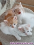 Fotos del anuncio: Regalo gatitos en Medina del Campo Telfono 606356324