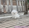Fotos del anuncio: Regalo! Los bichon maltes